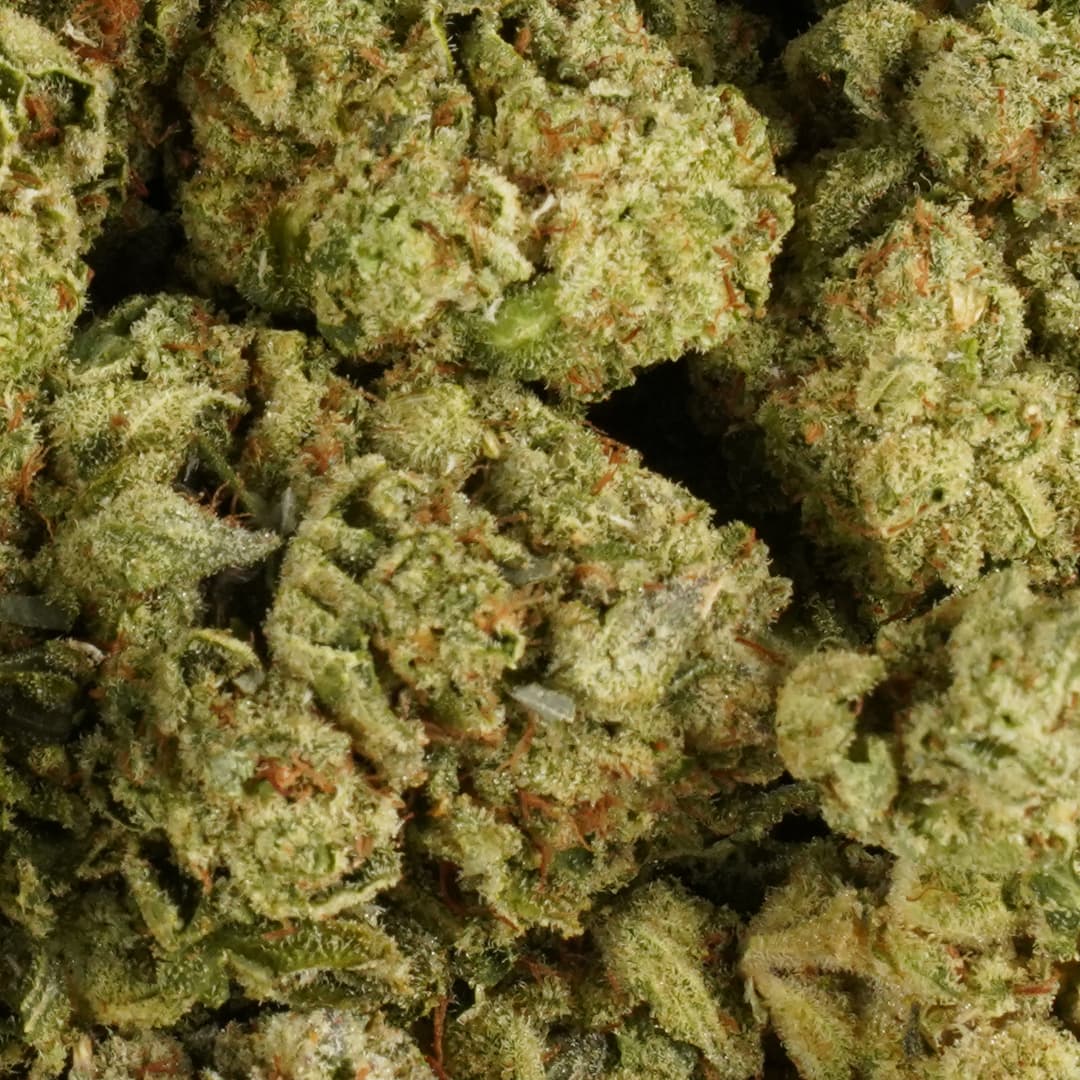 GG4 Gorilla Glue -  3.5g Indoor Soil Grown PREMIUM Bud - Kaif