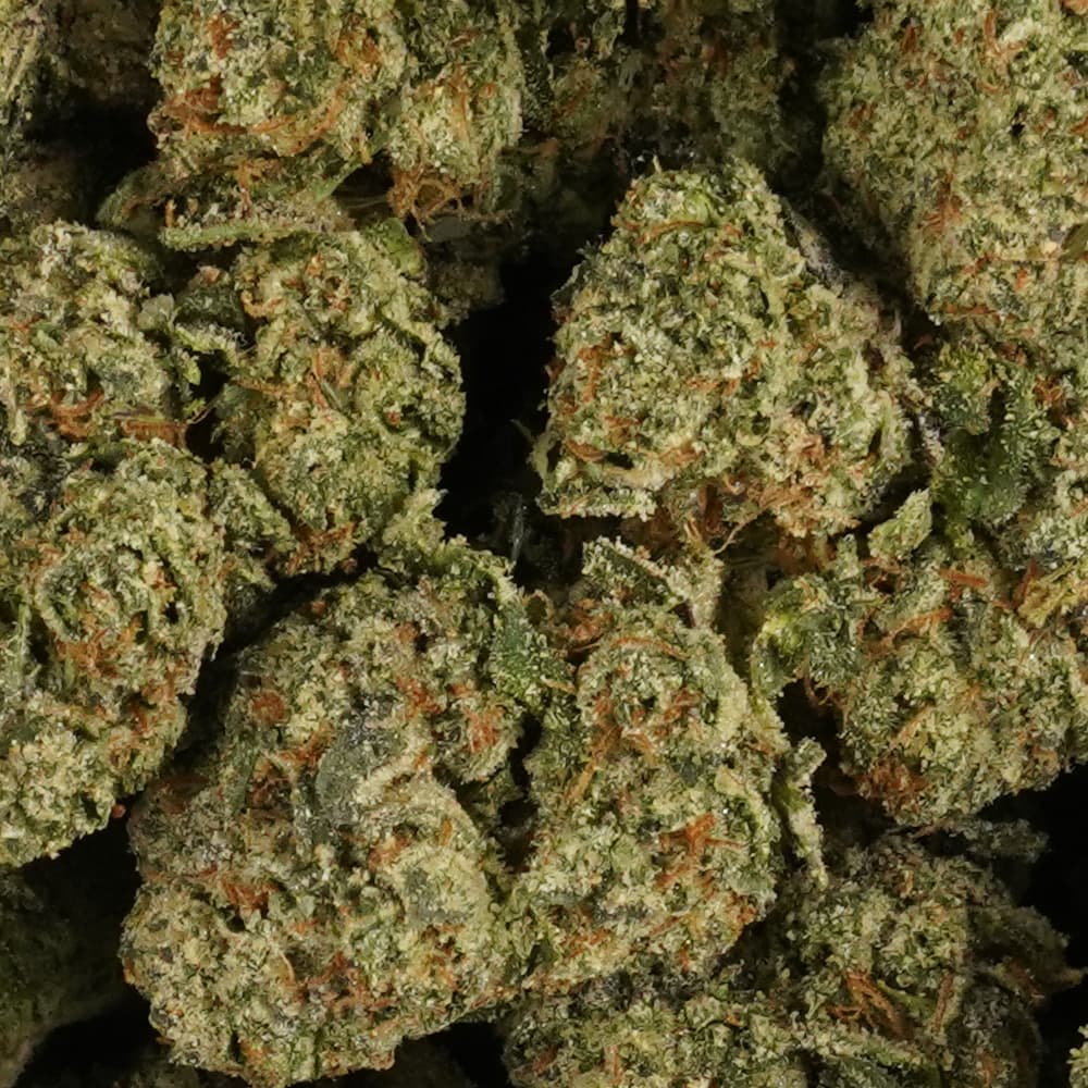 Gary Payton -  3.5g Indoor Soil Grown Premium NUGS - Kaif