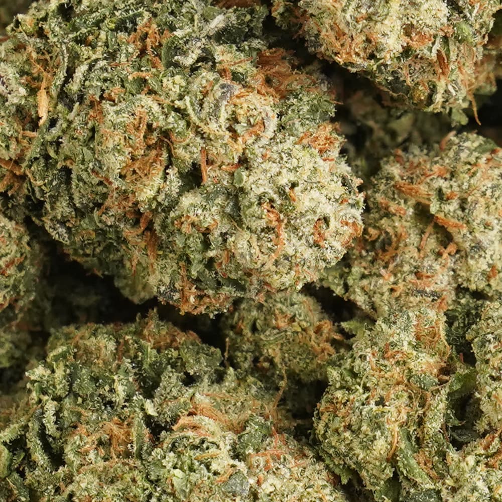 Gary Payton  -  3.5g Indoor Soil Grown PREMIUM Bud - Kaif