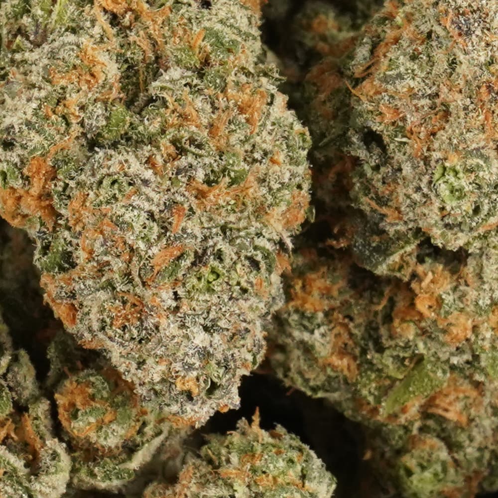 Blue Halo -  3.5g Indoor Soil Grown Premium NUGS - Kaif