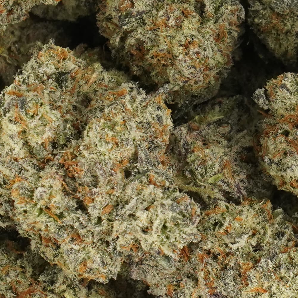 Iced Out Blizzard - 3.5g Indoor Soil Grown Premium NUGS - Kaif