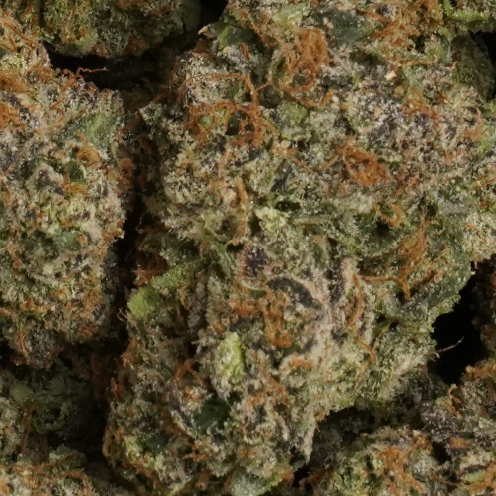 Gushers -  3.5g Indoor Soil Grown PREMIUM Bud - Kaif