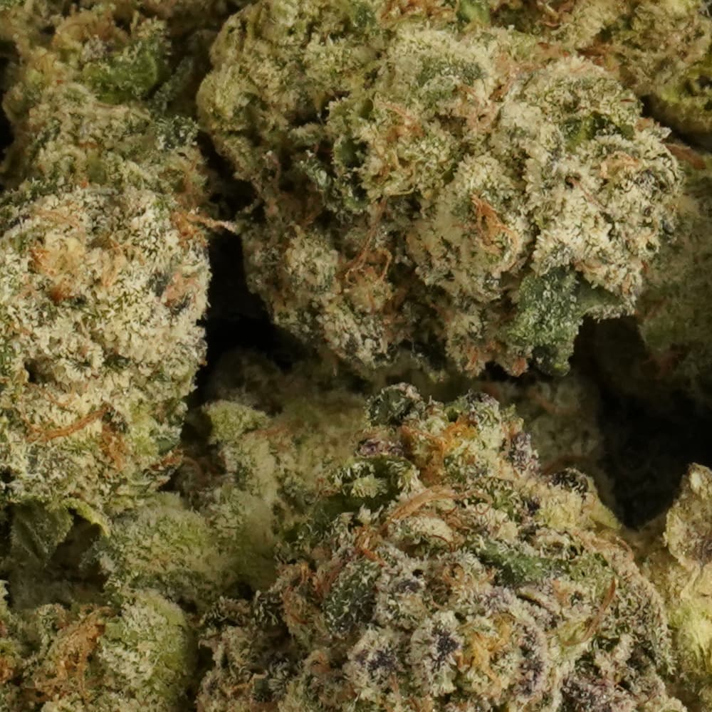 Nose Candy -  3.5g Indoor Soil Grown PREMIUM Bud - Kaif